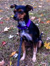 Zo Litter Kyna (Mom) - ADOPTED 11.06.15