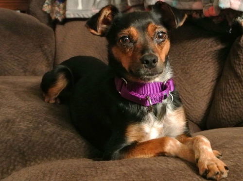 Zo Litter Kyna (Mom) - ADOPTED 11.06.15