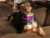 Zo Litter Kyna (Mom) - ADOPTED 11.06.15