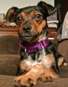 Zo Litter Kyna (Mom) - ADOPTED 11.06.15
