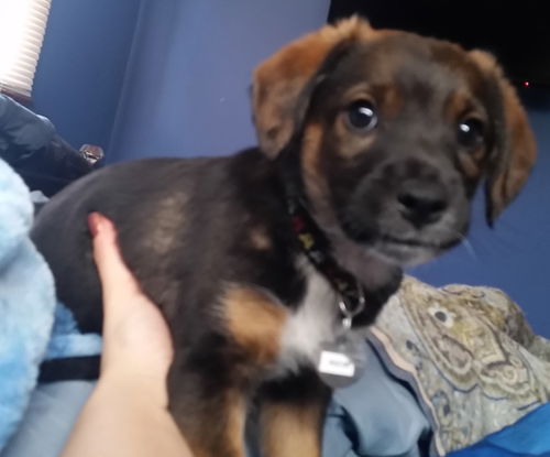 Zo Litter Ren - ADOPTED 11.06.15