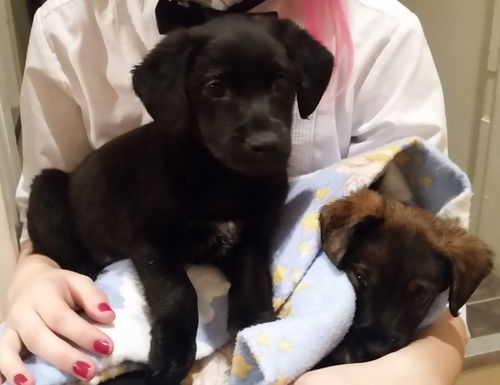 Zo Litter Stimpy - ADOPTED 11.06.15