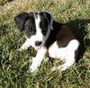 Trick - Ap Litter - ADOPTED 10.28.17