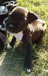 Ap Litter Treat - ADOPTED 11.25.15