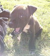 Ap Litter Treat - ADOPTED 11.25.15