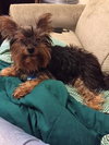 Noble - ADOPTED-11.12.15
