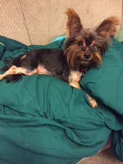 Noble - ADOPTED-11.12.15