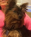 Noble - ADOPTED-11.12.15