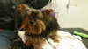 Noble - ADOPTED-11.12.15