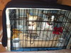 Tidbit - ADOPTED-11.15.15