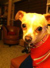 Tidbit - ADOPTED-11.15.15