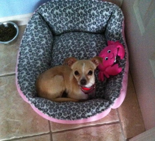 Tidbit - ADOPTED-11.15.15