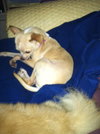 Tidbit - ADOPTED-11.15.15