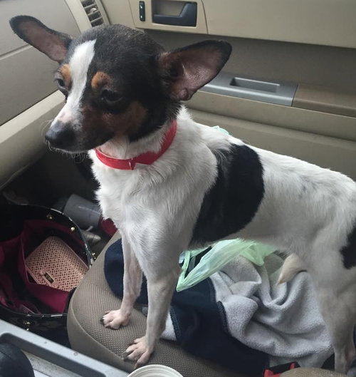 Pippa - ADOPTED 12.09.15