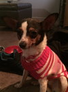 Pippa - ADOPTED 12.09.15