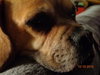 Miss Baxter - ADOPTED 11.08.15
