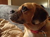 Miss Baxter - ADOPTED 11.08.15