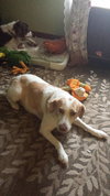 Brenna - ADOPTED 03.19.16