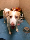 Brenna - ADOPTED 03.19.16