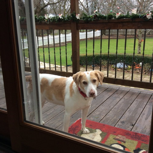 Brenna - ADOPTED 03.19.16