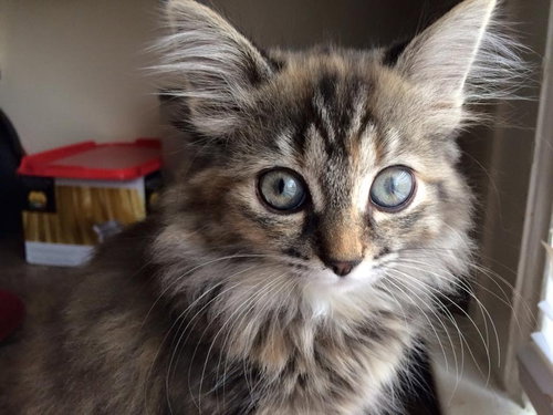 Rose - ADOPTED 11.22.15