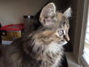 Rose - ADOPTED 11.22.15