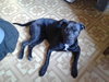 Bubba - ADOPTED 01.28.16
