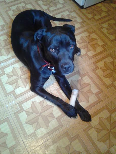 Bubba - ADOPTED 01.28.16