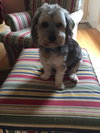 Fritz - ADOPTED 03.03.16