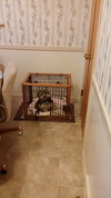 Fritz - ADOPTED 03.03.16