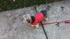 Fritz - ADOPTED 03.03.16