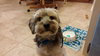 Fritz - ADOPTED 03.03.16
