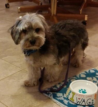 Fritz - ADOPTED 03.03.16