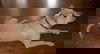 Tobias - Bp Litter - ADOPTED 9.16.17