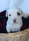 Bp Litter Leonard - ADOPTED 03.06.16