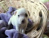 Bp Litter Leonard - ADOPTED 03.06.16