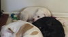 Bp Litter Leonard - ADOPTED 03.06.16