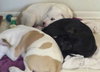 Bp Litter Leonard - ADOPTED 03.06.16