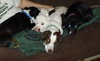 Bp Litter Leonard - ADOPTED 03.06.16