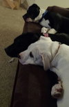 Bp Litter Leonard - ADOPTED 03.06.16
