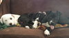 Bp Litter Leonard - ADOPTED 03.06.16