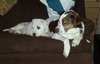 Bp Litter Leonard - ADOPTED 03.06.16