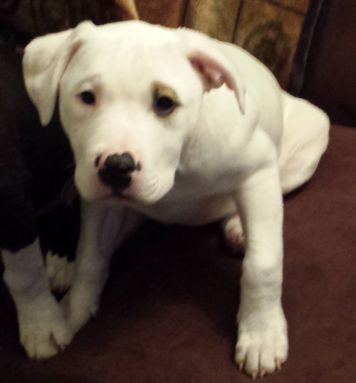 Bp Litter Leonard - ADOPTED 03.06.16