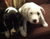 Bp Litter Leonard - ADOPTED 03.06.16