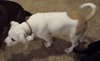 Bp Litter Leonard - ADOPTED 03.06.16