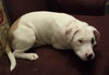 Bp Litter Leonard - ADOPTED 03.06.16