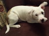 Bp Litter Leonard - ADOPTED 03.06.16