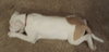 Bp Litter Leonard - ADOPTED 03.06.16