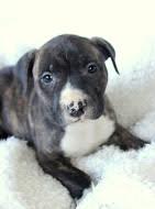 Bp Litter Margaret - ADOPTED 12.06.15