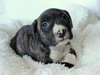 Bp Litter Margaret - ADOPTED 12.06.15